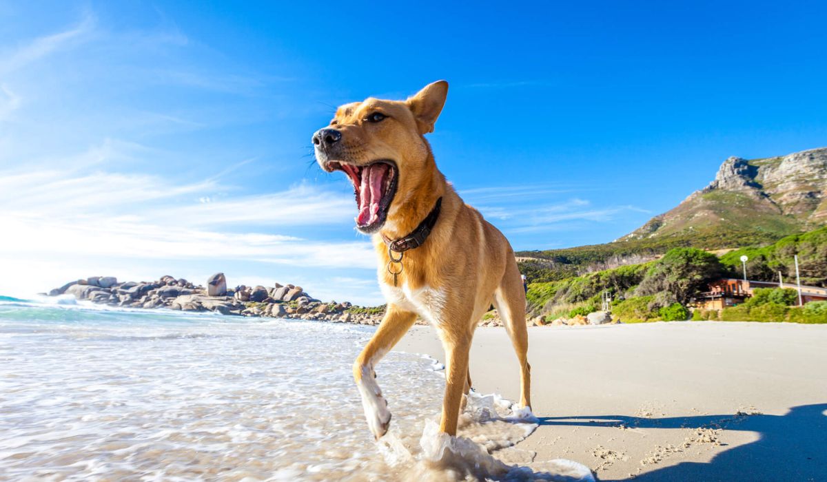 Dog Friendly Beaches in Maryland